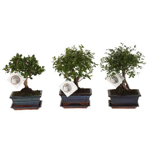 Bonsai mix im Keramik T15 H020