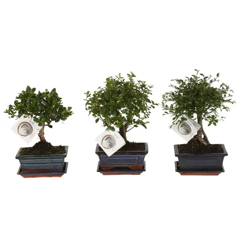 Bonsai mix im Keramik T15 H020