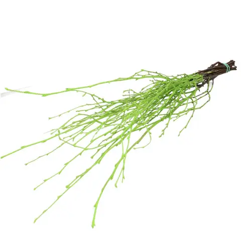 Trocken Zweig Birke hell grün L70cm