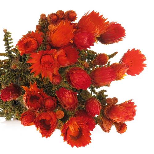Phaenoca orange gefärbt 50cm