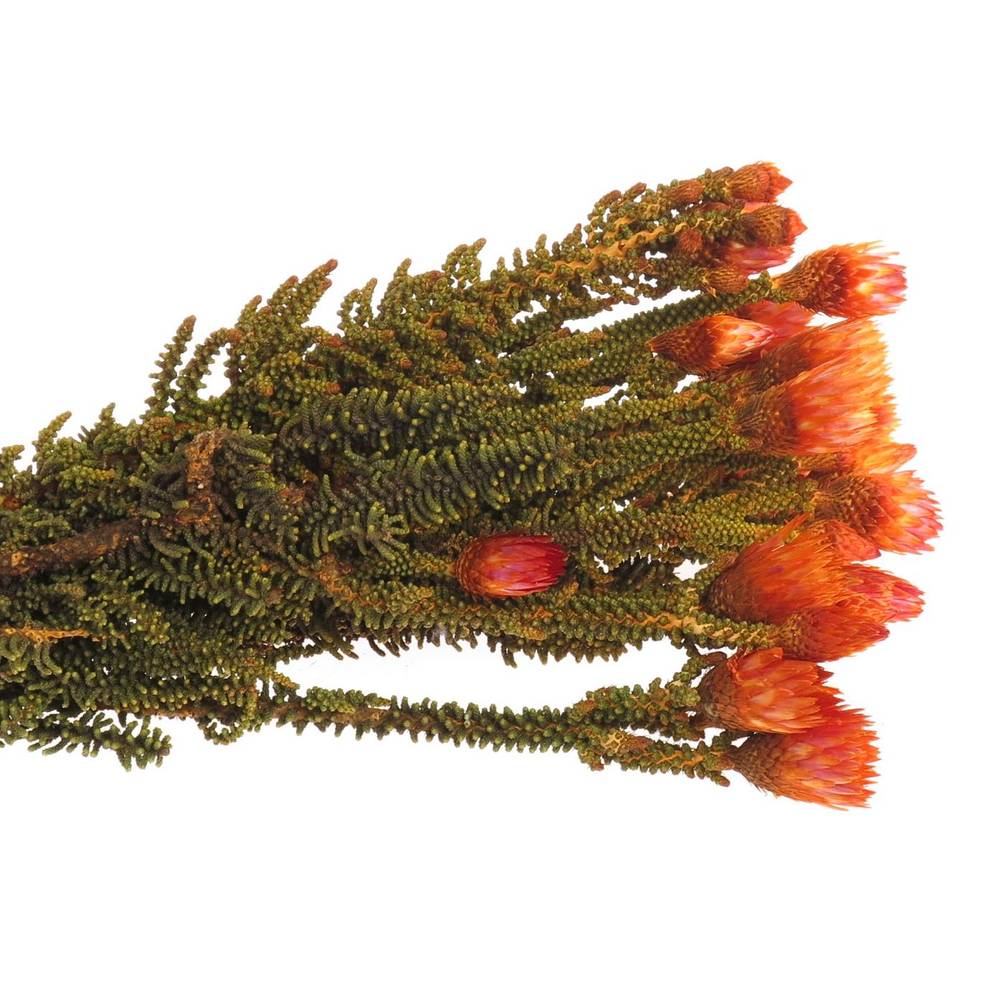 Phaenoca orange gefärbt 50cm