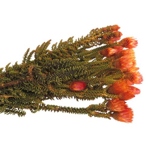 Phaenoca orange gefärbt 50cm