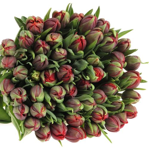Tulpe rot doppel Red Princess 28 Gramm