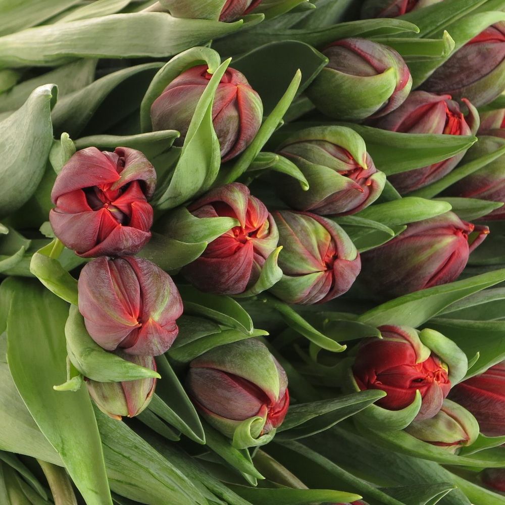 Tulpe rot doppel Red Princess 28 Gramm
