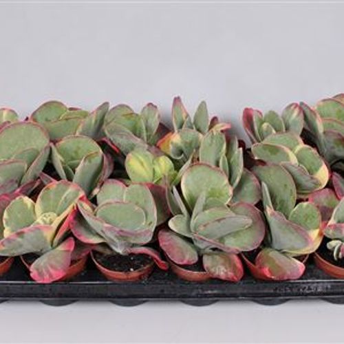 Kalanchoe Thyrsi T8 H15 Variagata