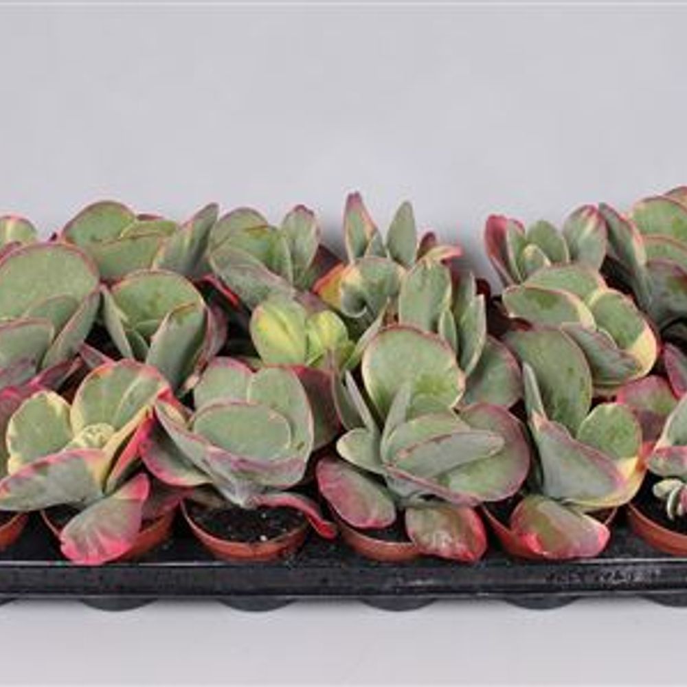 Kalanchoe Thyrsi T8 H15 Variagata