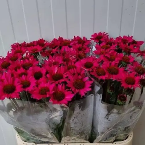 Rudbeccia Purpurea lila 68cm