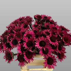 Rudbeckia fuchsia Fatal Atraction 45cm