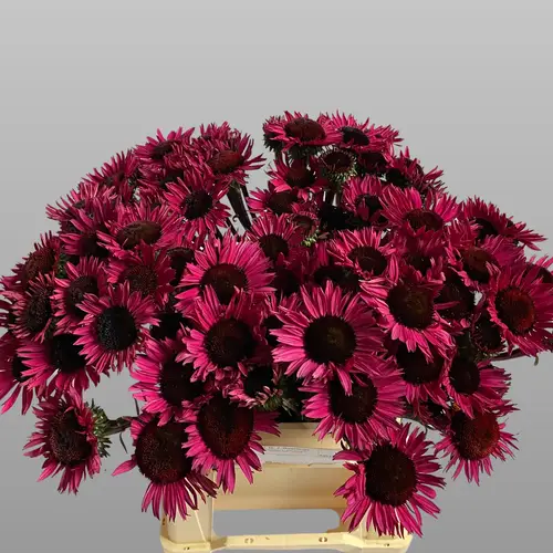 Rudbeckia fuchsia Fatal Atraction 45cm