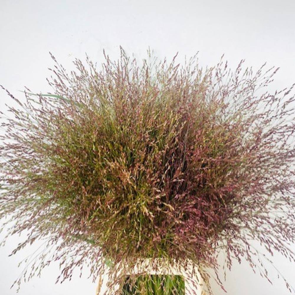 Ziergras braun/rot Warrior 80cm