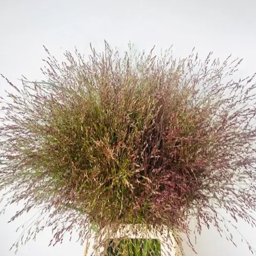 Ziergras braun/rot Warrior 80cm