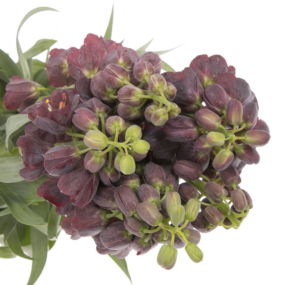 Frit.Persica lila 80cm