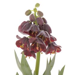 Frit.Persica lila 80cm
