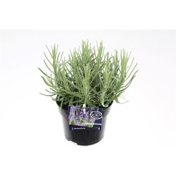 Lavendel Hidcote T13 H025