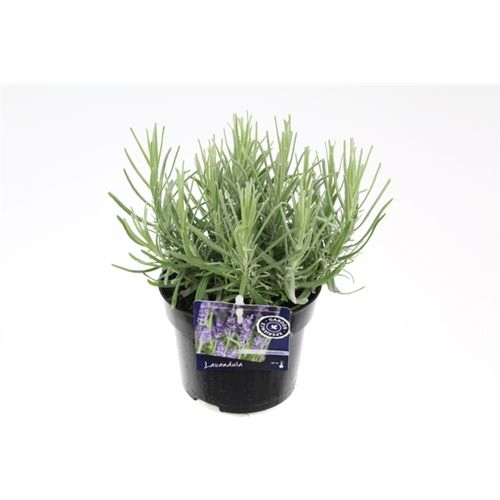 Lavendel Hidcote T13 H025