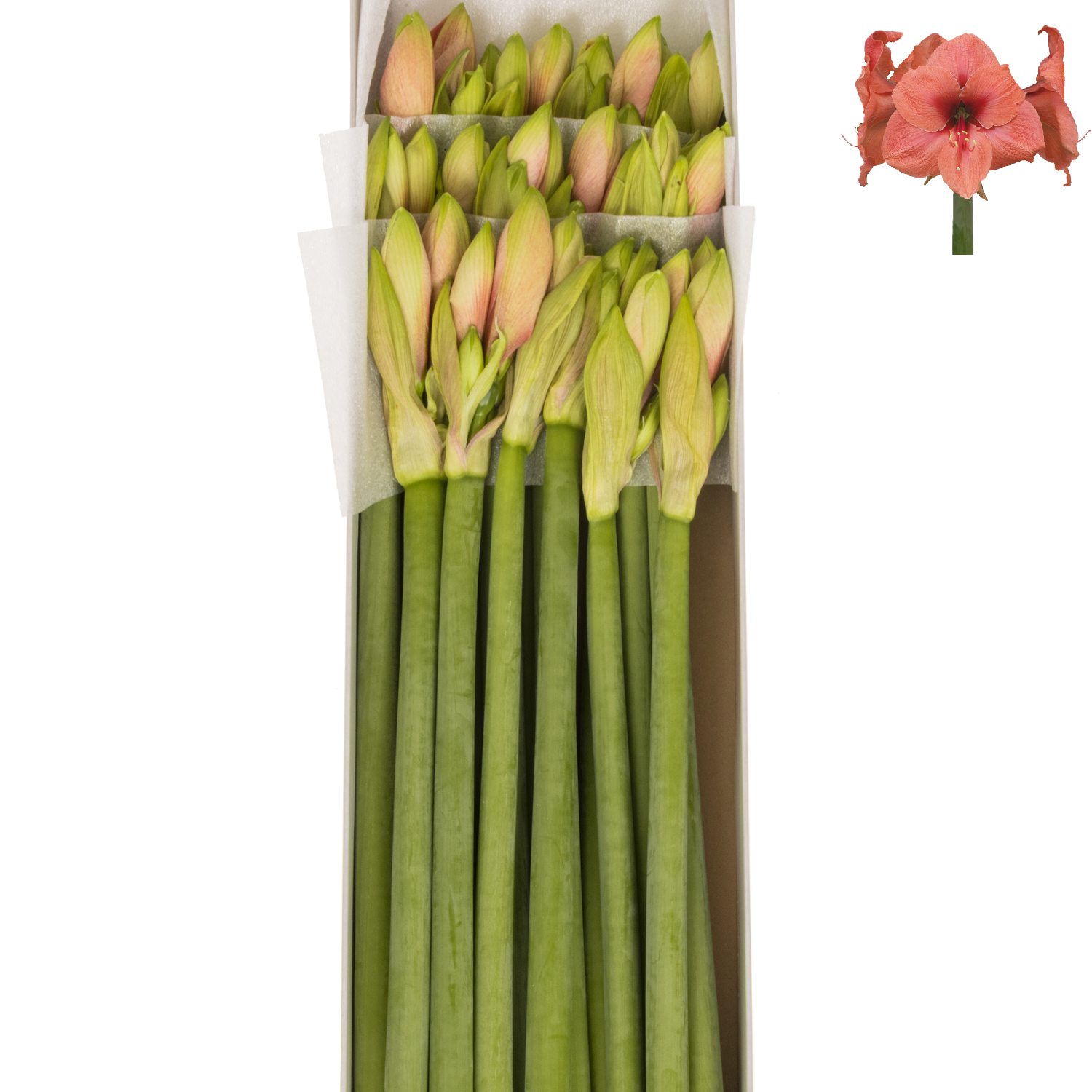 Amaryllis Krt.lachs Bouquet x 18