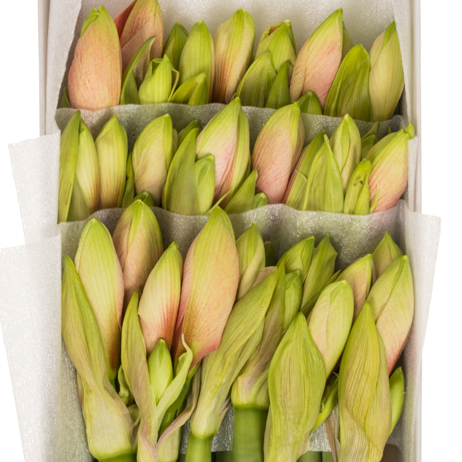 Amaryllis Krt.lachs Bouquet x 18