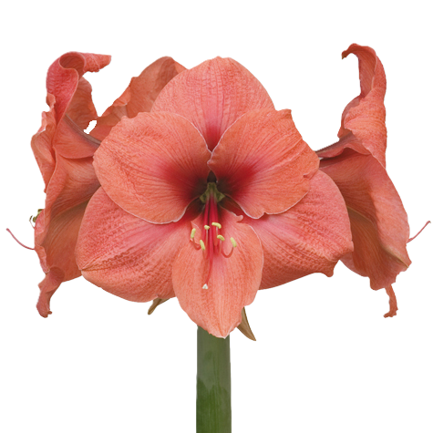 Amaryllis Krt.lachs Bouquet x 18