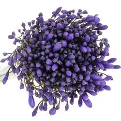 Agapanthus dunkel blau Brouwer 60cm
