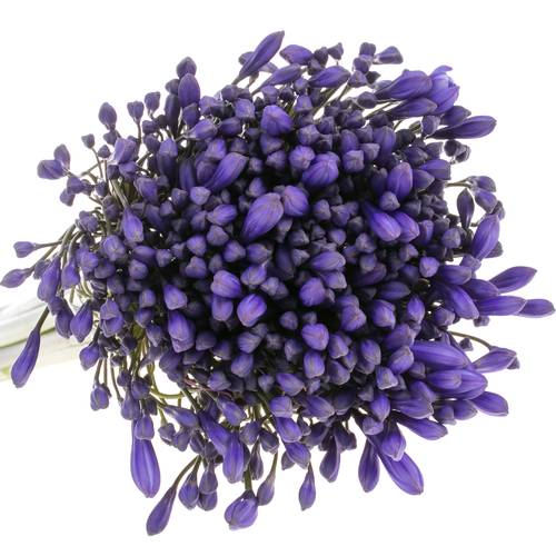 Agapanthus dunkel blau Brouwer 60cm