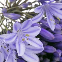 Agapanthus dunkel blau Brouwer 60cm
