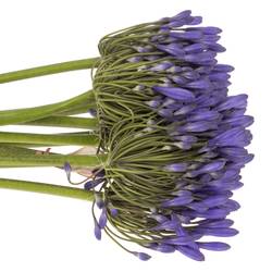 Agapanthus dunkel blau Brouwer 60cm
