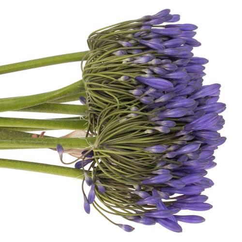 Agapanthus dunkel blau Brouwer 60cm