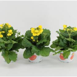 Calceolaria gelb T15 H030