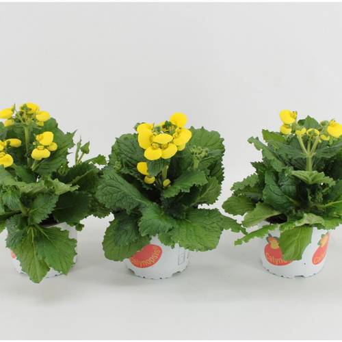 Calceolaria gelb T15 H030