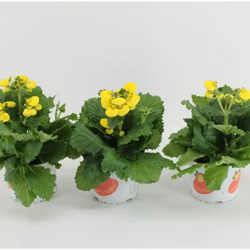 Calceolaria gelb T15 H030