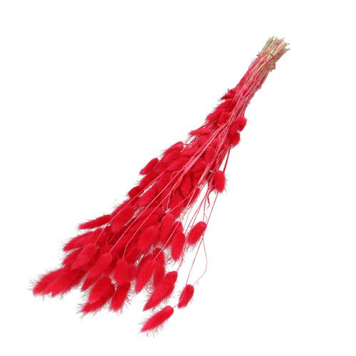 Trocken Lagurus rot L60cm
