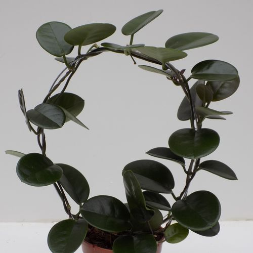 Hoya Australis Bogen T12 H45