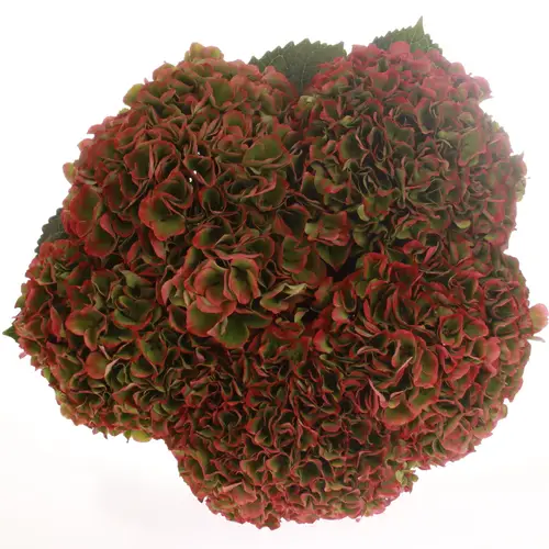 Hortensie rot/grün Opal classic Bol 17cm 80cm