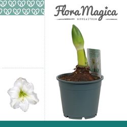Amar.1er weiss Arctic T14 H30 114410WT