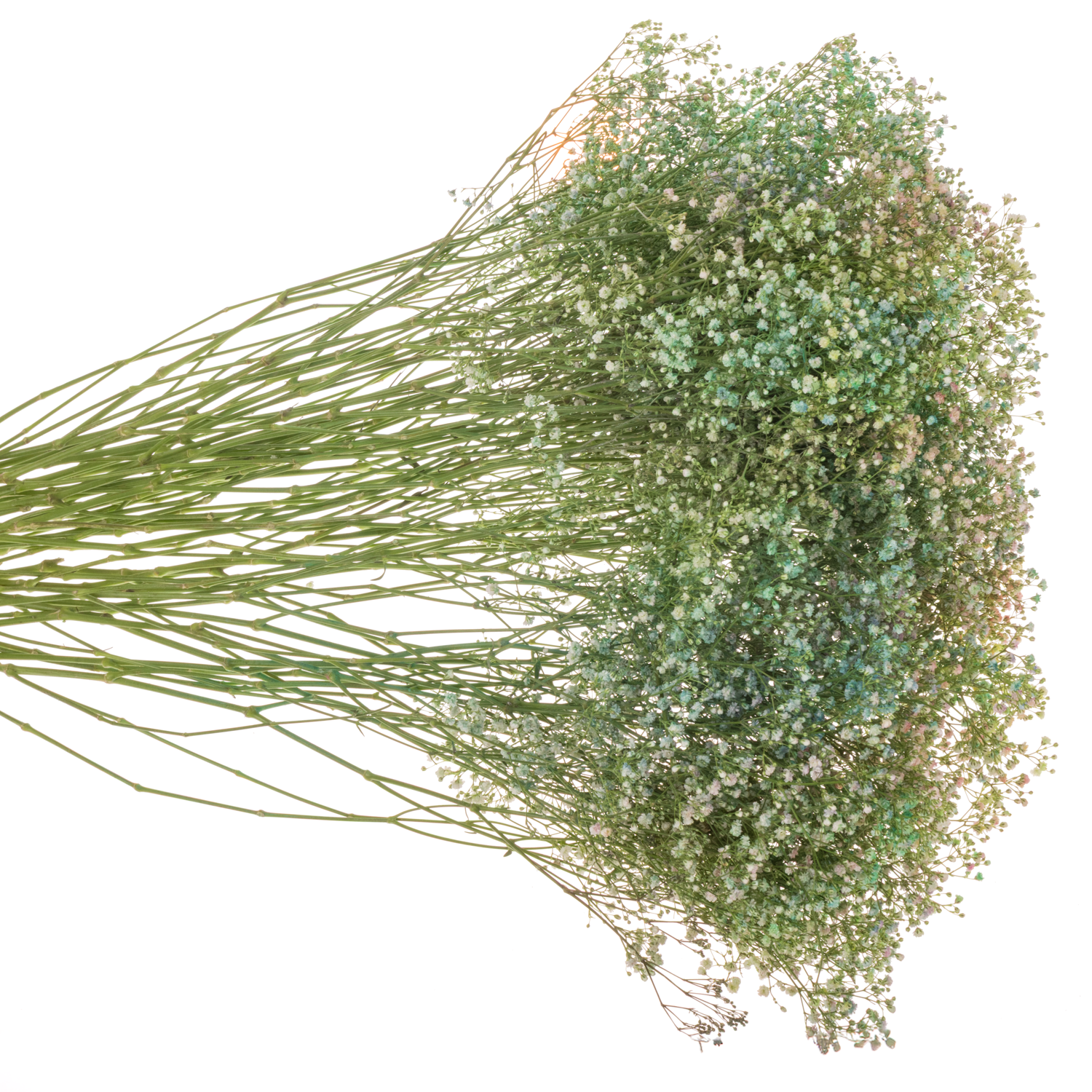 Eisen Gyps mix in bunt kleine Blüte 80 cm