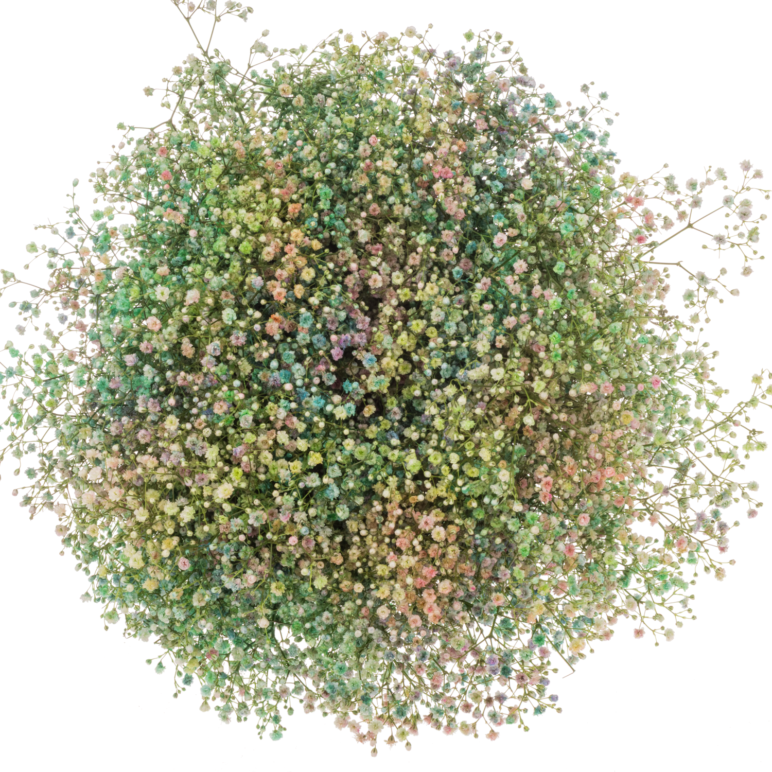 Eisen Gyps mix in bunt kleine Blüte 80 cm