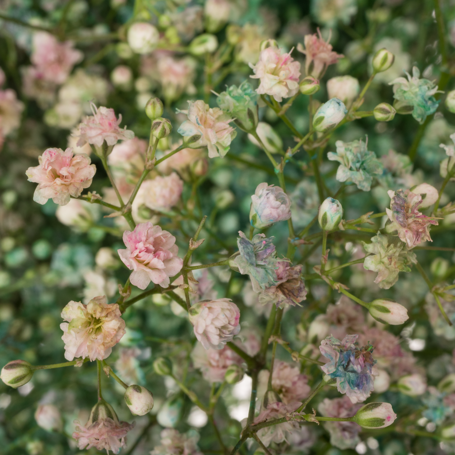 Eisen Gyps mix in bunt kleine Blüte 80 cm