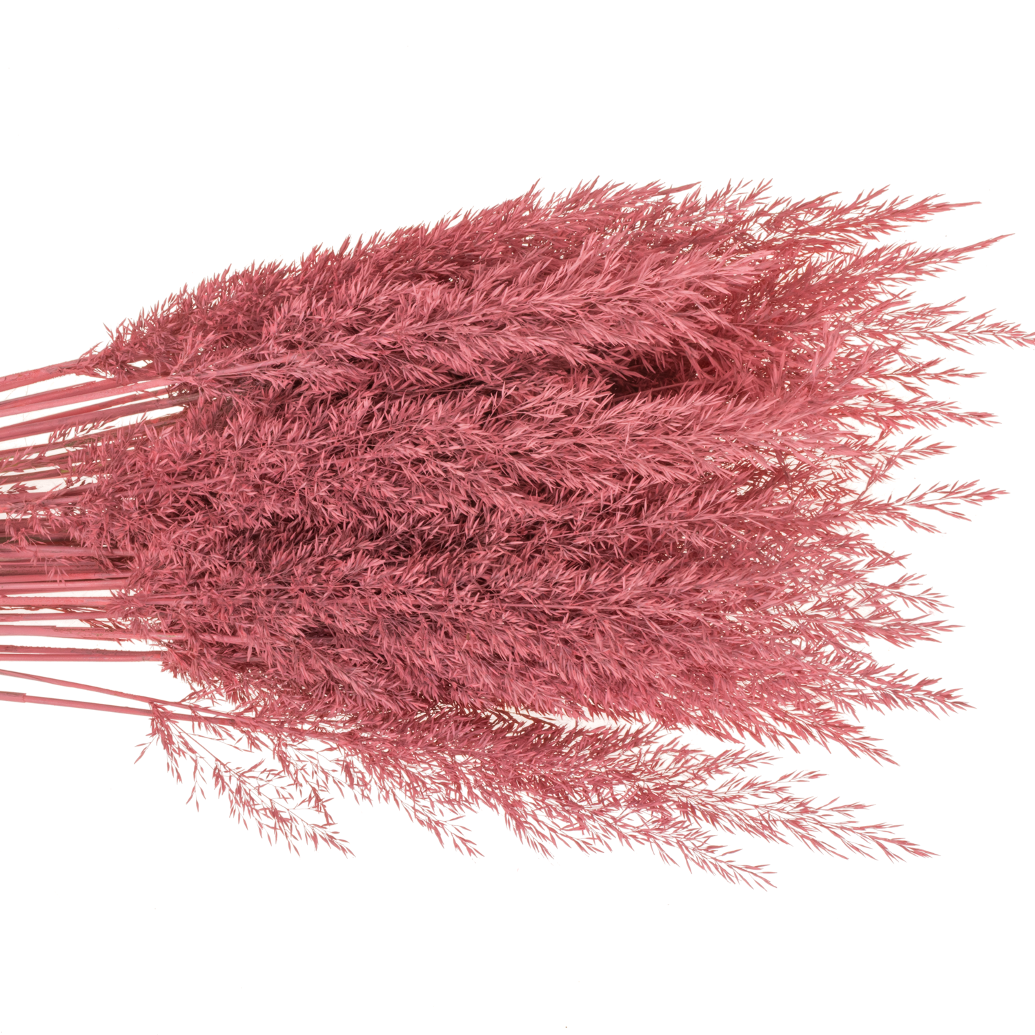 Ziergras rosa Calamagrostis gefärbt 80cm