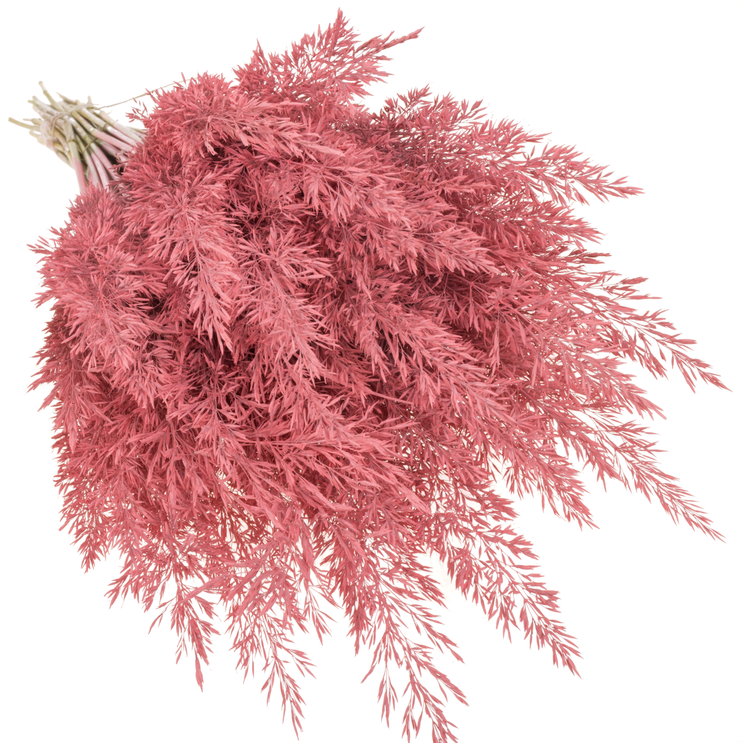 Ziergras rosa Calamagrostis gefärbt 80cm