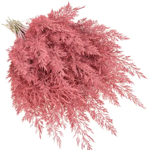 Ziergras rosa Calamagrostis gefärbt 80cm