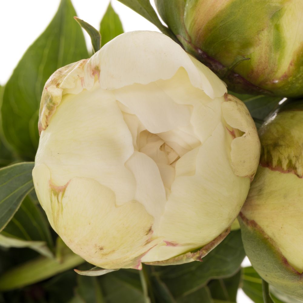 Pfingstrose creme gefüllt Bowl 50cm