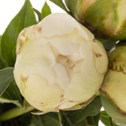 Pfingstrose creme gefüllt Bowl 50cm