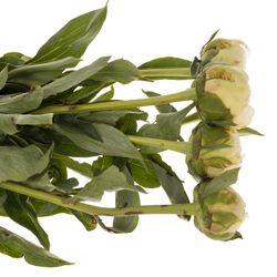 Pfingstrose creme gefüllt Bowl 50cm