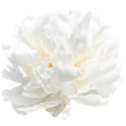 Pfingstrose creme gefüllt Bowl 50cm