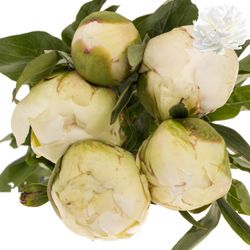 Pfingstrose creme gefüllt Bowl 50cm