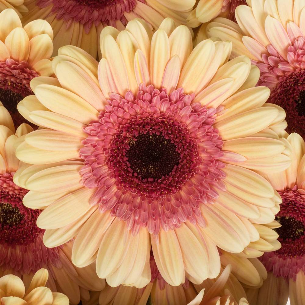 Gerbera apricot/rosa Everglow
