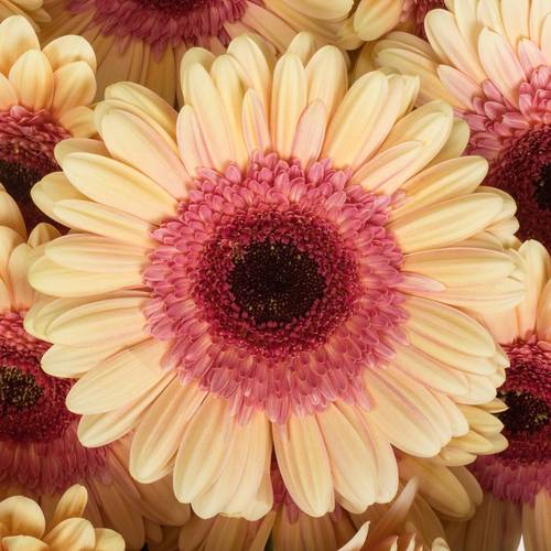 Gerbera apricot/rosa Everglow