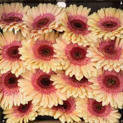 Gerbera apricot/rosa Everglow