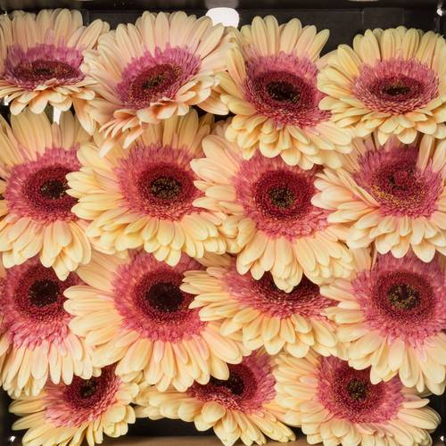 Gerbera apricot/rosa Everglow