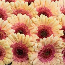 Gerbera apricot/rosa Everglow